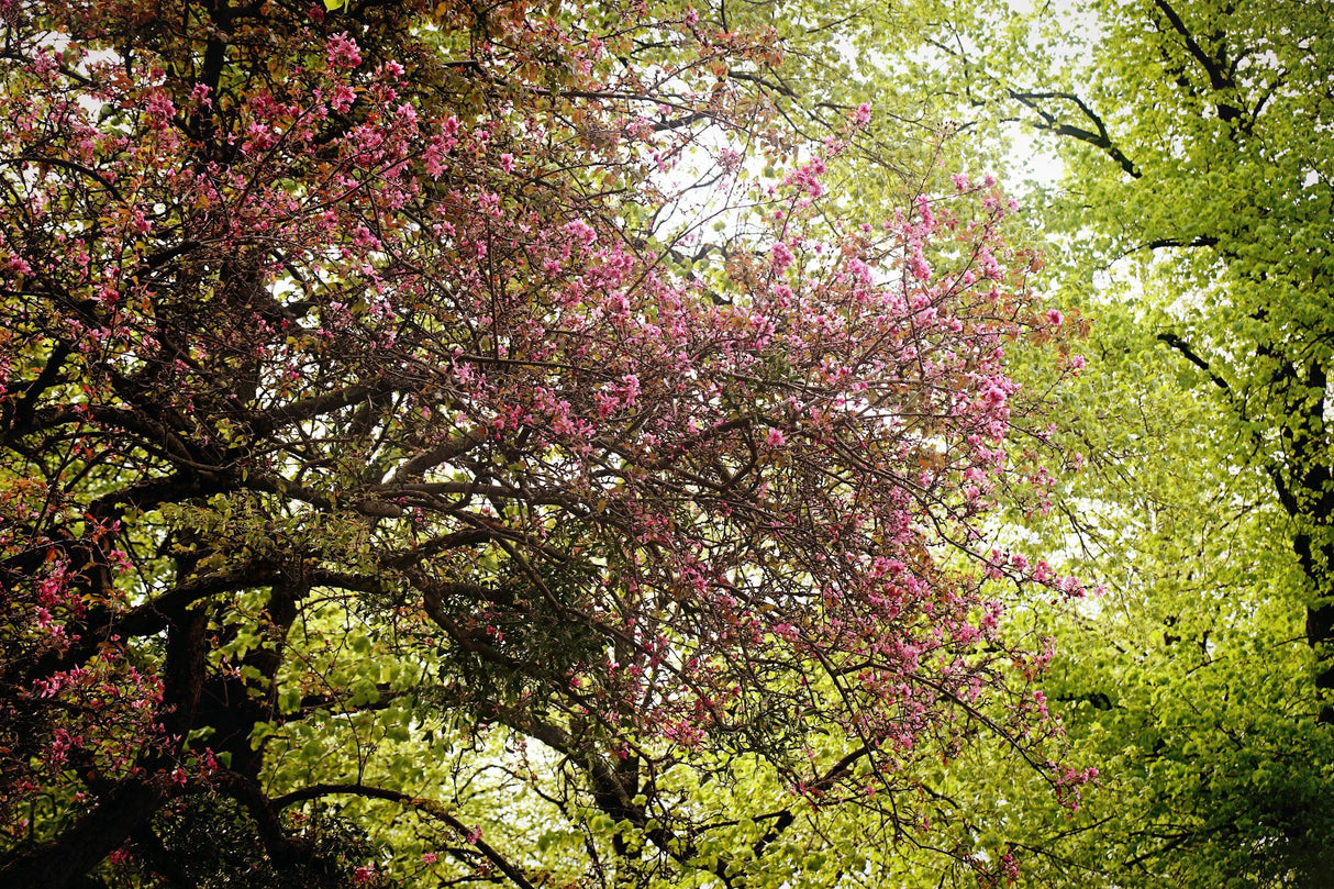 Japanese Flowering Crabapple - Malus floribunda - Brisbane Plant Nursery