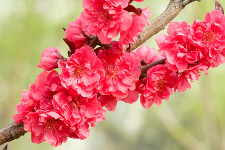 Showtime Crabapple - Malus 'Shotizam Showtime' - Brisbane Plant Nursery