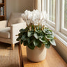 Mammoth Cream White Florist Cyclamen