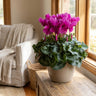 Mammoth Dark Violet Florist Cyclamen