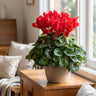 Mammoth Red Florist Cyclamen