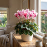Mammoth Salmon Flamed Florist Cyclamen