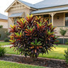 Mammy Croton