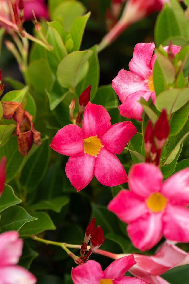 Pink Dipladenia - Mandevilla sanderi 'Rosea' - Brisbane Plant Nursery