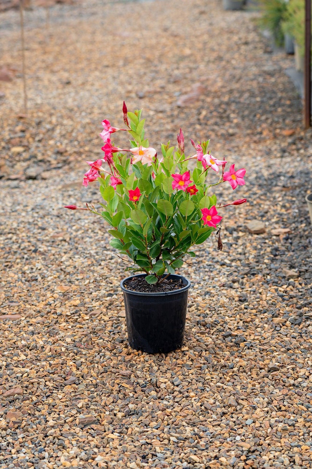 Pink Dipladenia - Mandevilla sanderi 'Rosea' - Brisbane Plant Nursery