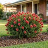 Mandy's Surprise Dwarf Scarlet Kunzea