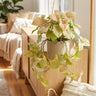 Mango Allusion Arrowhead Plant