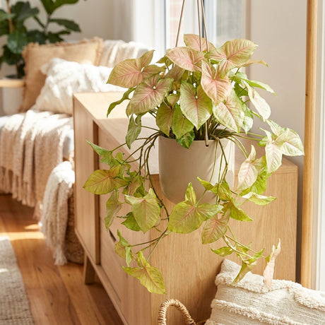 Mango Allusion Arrowhead Plant