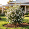 Manuka