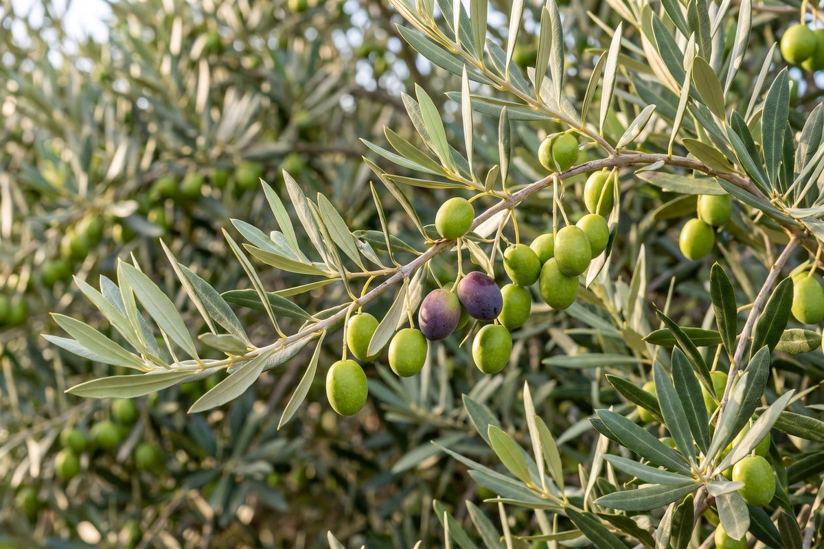Manzanillo olive branch with silvery leaves and plump green table olives ripening