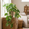 Marble Arrowhead Plant