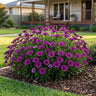 Margarita Cool Purple Cape Daisy