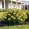 Margarita Double Yellow Cape Daisy