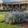 Marine Blue Salvia