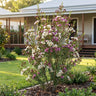 Marshmallow Delight Geraldton Wax