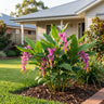 Mauve Dragon Ginger Orchid
