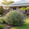 Meigan's Magic Mexican Sage