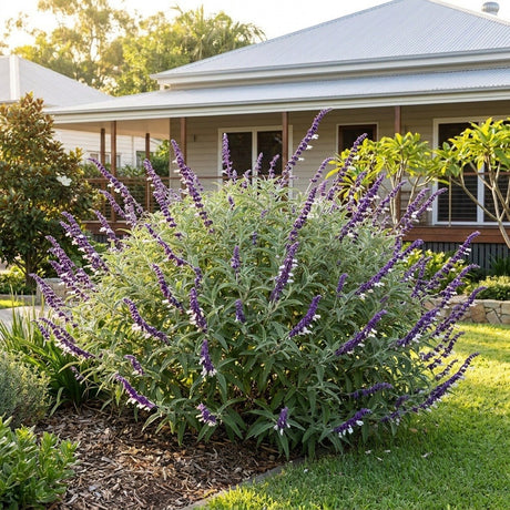 Meigan's Magic Mexican Sage
