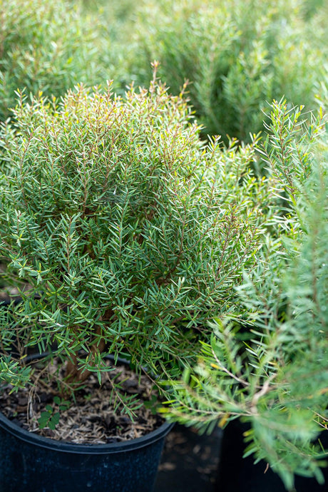 Claret Tops Melaleuca - Melaleuca linariifolia 'Claret Tops' - Brisbane Plant Nursery