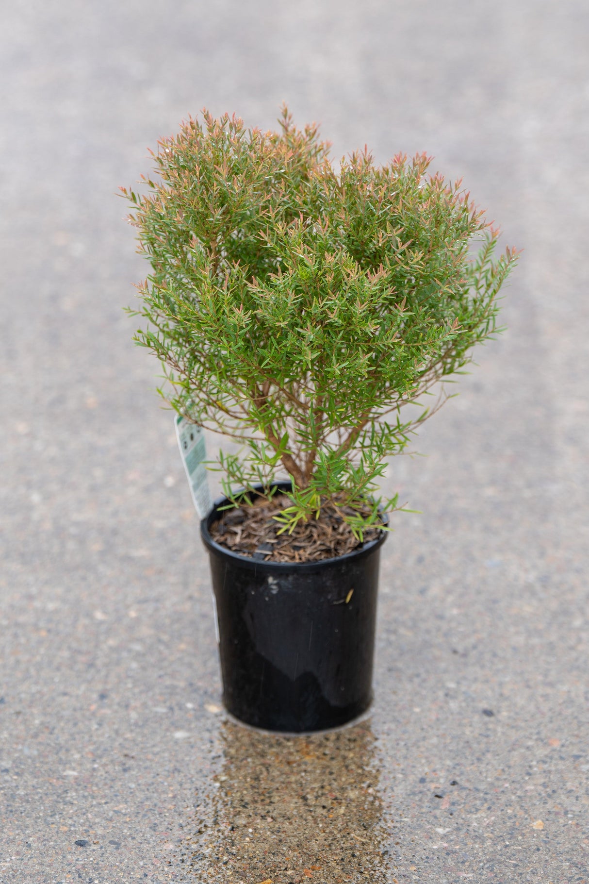 Claret Tops Melaleuca - Melaleuca linariifolia 'Claret Tops' - Brisbane Plant Nursery