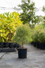 Claret Tops Melaleuca - Melaleuca linariifolia 'Claret Tops' - Brisbane Plant Nursery