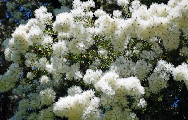 Snowstorm Melaleuca - Melaleuca linariifolia 'Snowstorm' - Brisbane Plant Nursery