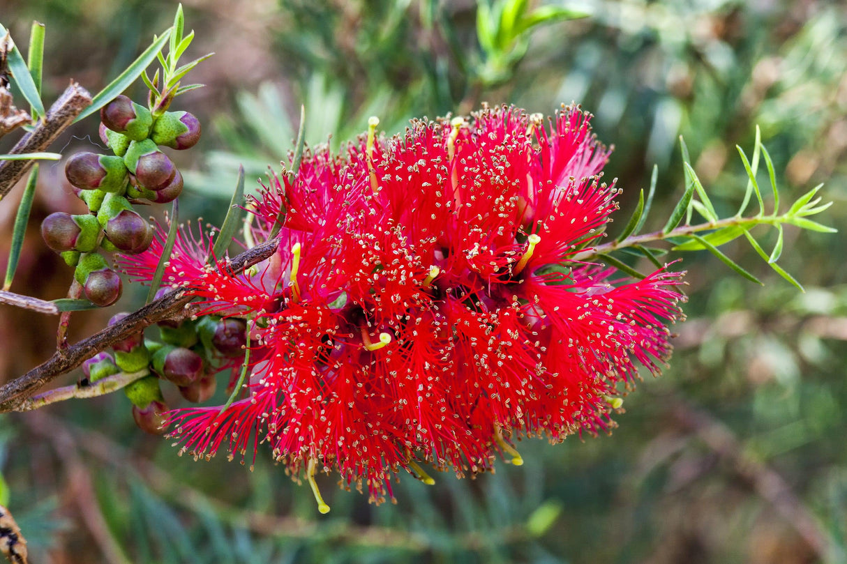 Red Paperbark - Melaleuca quinquenervia - Brisbane Plant Nursery