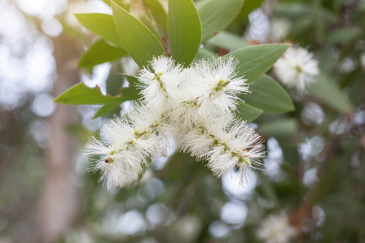 White Paperbark Melaleuca - Melaleuca quinquenervia - Brisbane Plant Nursery