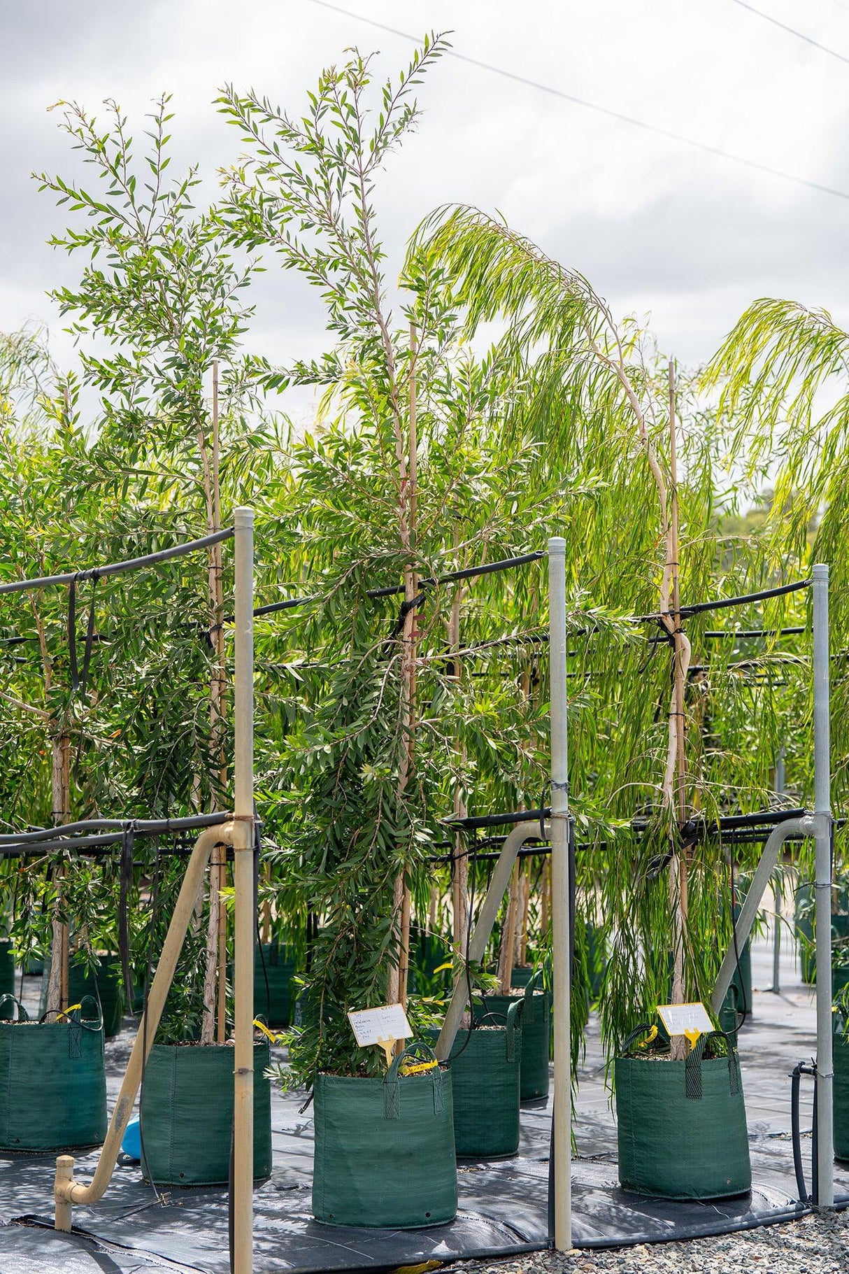 White Paperbark Melaleuca - Melaleuca quinquenervia - Brisbane Plant Nursery