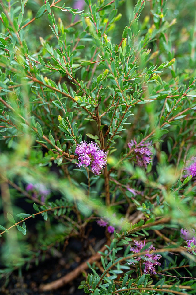 Thyme-leafed Melaleuca - Melaleuca thymifolia - Brisbane Plant Nursery