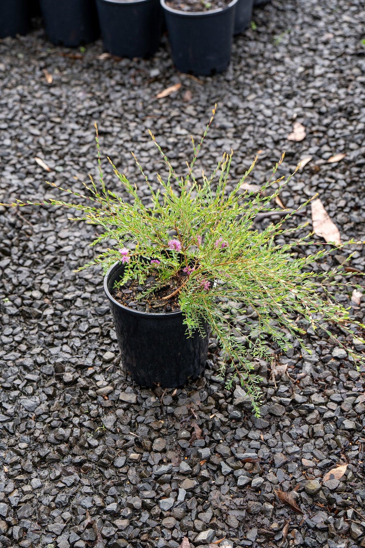 Thyme-leafed Melaleuca - Melaleuca thymifolia - Brisbane Plant Nursery