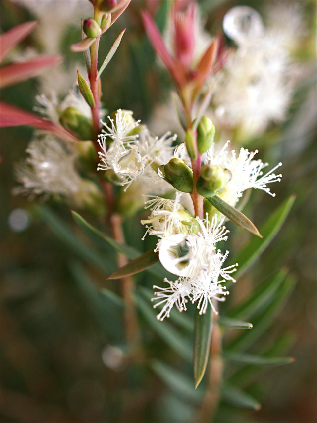 White Lace Melaleuca - Melaleuca thymifolia 'White Lace' - Brisbane Plant Nursery