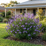 Mesa Azure Mexican Sage