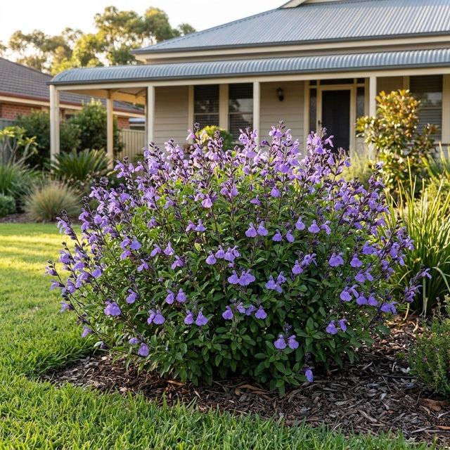 Mexican Sage (Salvia greggii)
