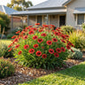 Mesa Red Blanket Flower