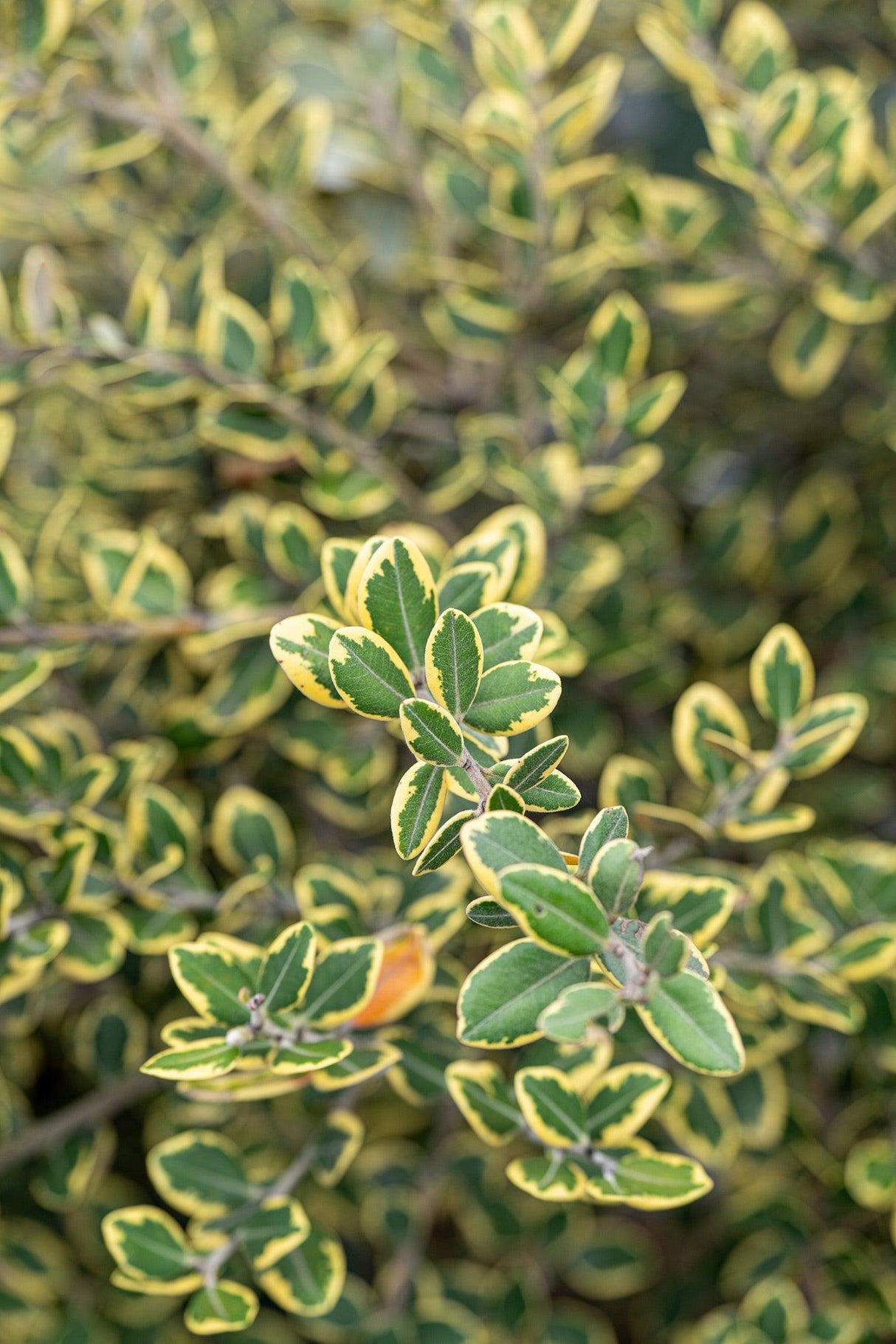 Variegated New Zealand Christmas Tree - Metrosideros excelsa 'Variegata' - Brisbane Plant Nursery