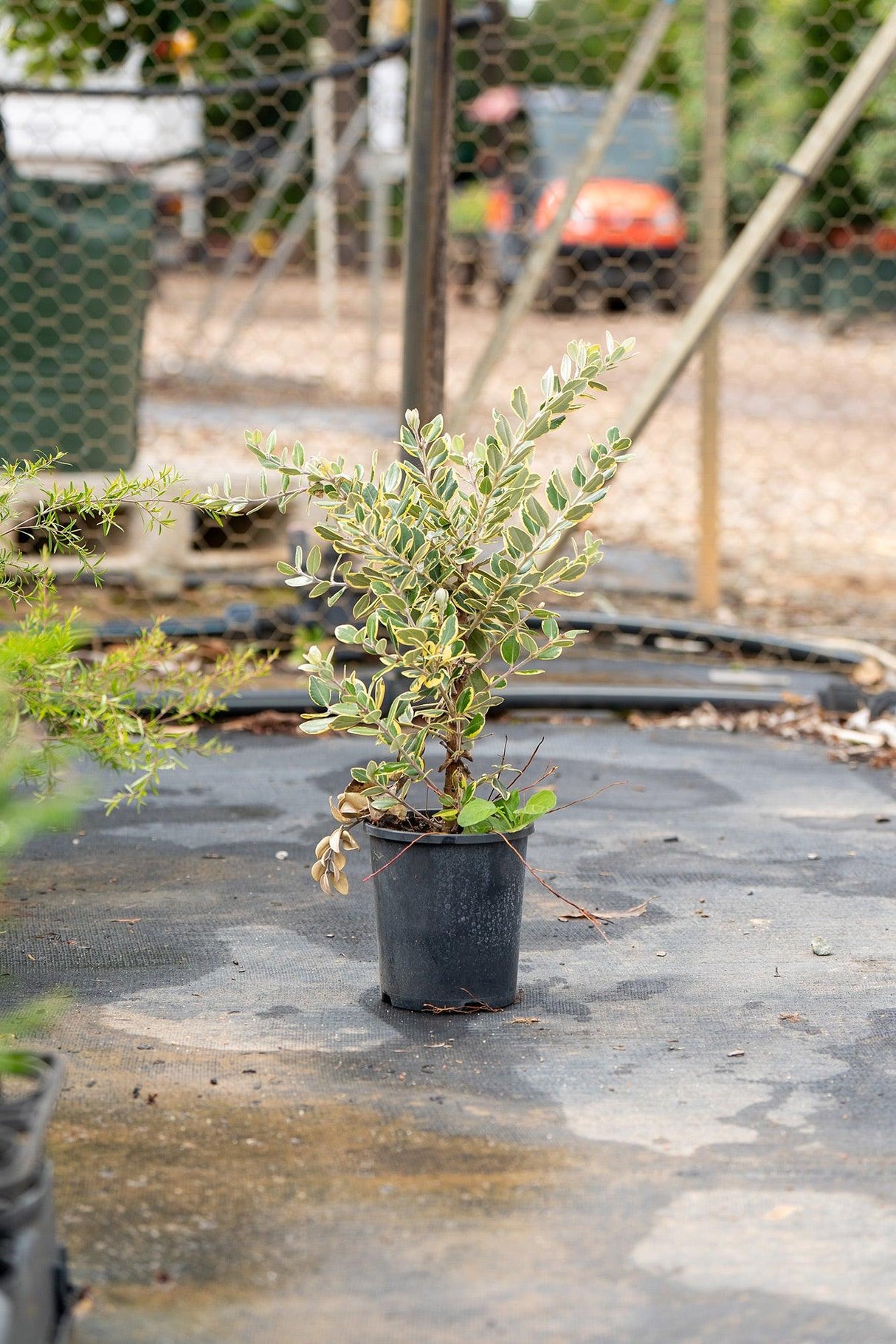 Variegated New Zealand Christmas Tree - Metrosideros excelsa 'Variegata' - Brisbane Plant Nursery