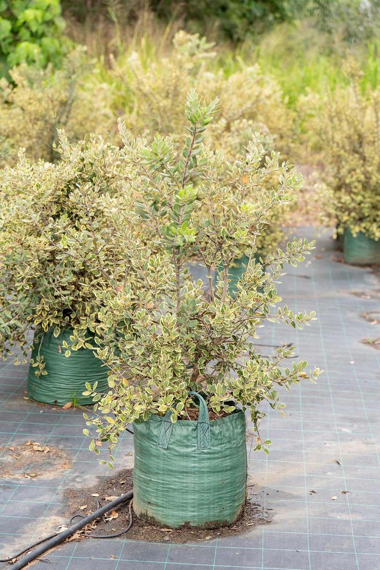 Variegated New Zealand Christmas Tree - Metrosideros excelsa 'Variegata' - Brisbane Plant Nursery