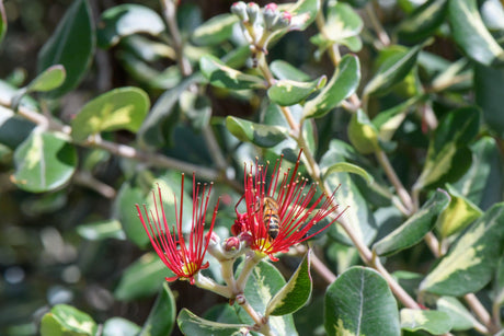 Firecracker Metrosideros - Metrosideros 'Firecracker' - Brisbane Plant Nursery