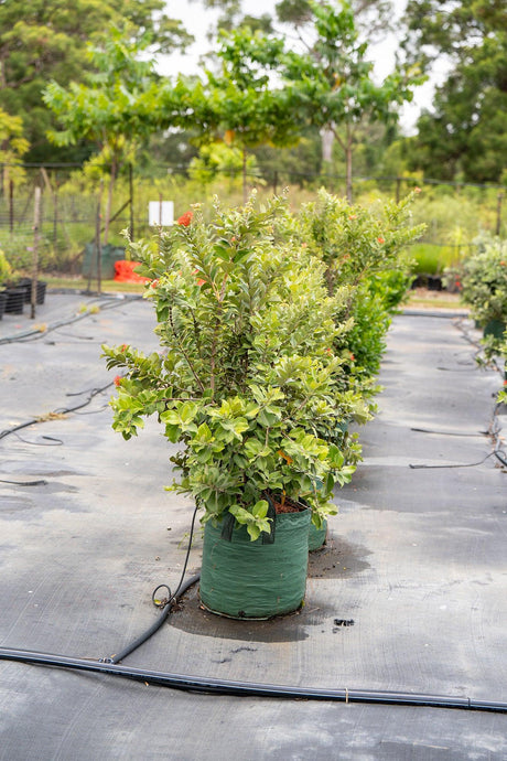 Thomas's Pohutukawa - Metrosideros thomasii - Brisbane Plant Nursery