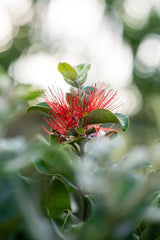 Thomas's Pohutukawa - Metrosideros thomasii - Brisbane Plant Nursery