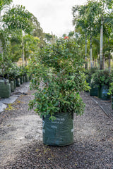 Thomas's Pohutukawa - Metrosideros thomasii - Brisbane Plant Nursery