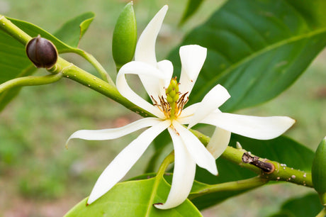 White Michelia - Michelia alba - Brisbane Plant Nursery