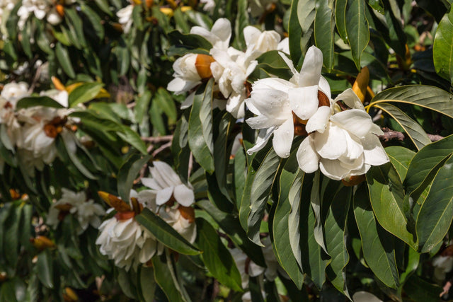 Silver Cloud Michelia - Michelia doltsopa 'Silver Cloud' - Brisbane Plant Nursery