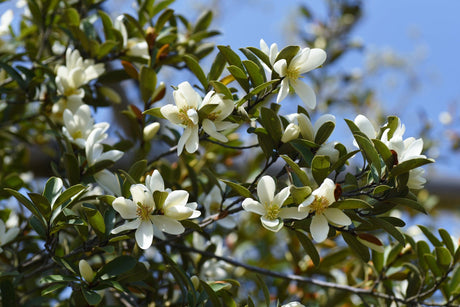 Fairy Cream Michelia - Michelia 'Fairy Cream' - Brisbane Plant Nursery