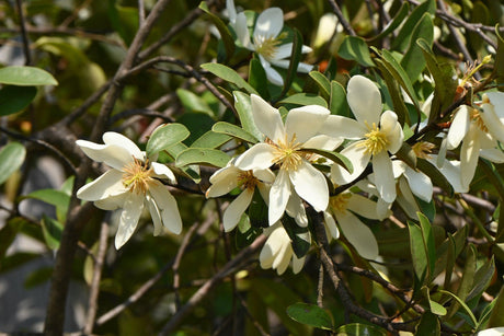 Fairy White Michelia - Michelia 'Fairy White' - Brisbane Plant Nursery