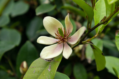 Port Wine Magnolia - Michelia figo - Brisbane Plant Nursery