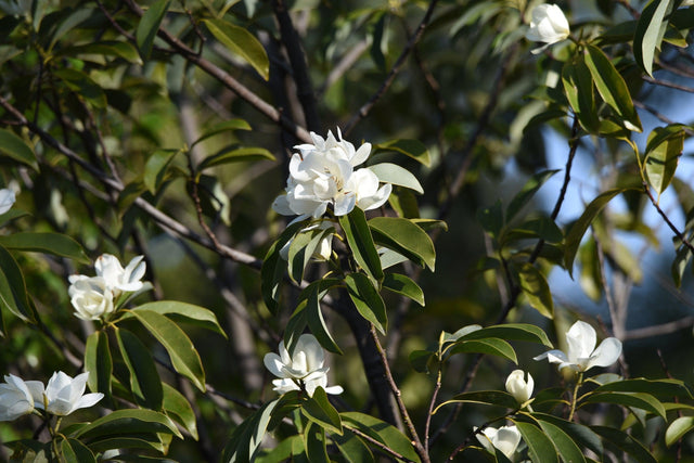 Maudiae Michelia - Michelia maudiae - Brisbane Plant Nursery