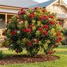 Midas New Zealand Christmas Bush