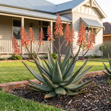 Mighty Coral Aloe (Aloe hybrid)